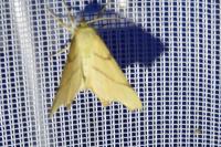 Ennomos erosaria