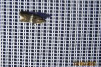 Elegia similella/atrifasciella