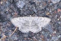 Yezognophos dilucidaria