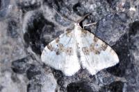 Xanthorhoe montanata