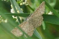 Scopula immorata