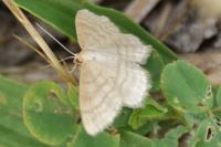 Scopula