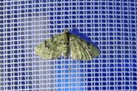 Chloroclystis v-ata