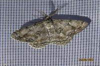 Hypomecis roboraria