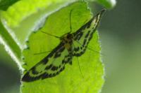 Anania hortulata