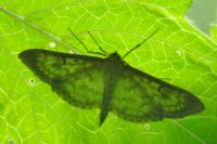 Patania ruralis