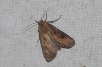 Agrotis exclamationis exclamationis