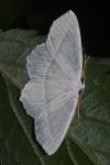 Campaea margaritaria