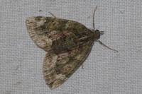 Chloroclysta siterata