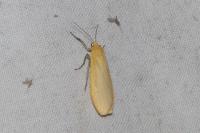 Wittia sororcula