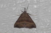 Hypena proboscidalis