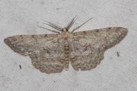 Hypomecis punctinalis