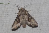 Lacanobia w-latinum