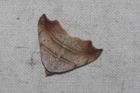 Laspeyria flexula