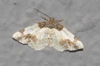 Ligdia adustata