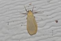 Wittia sororcula