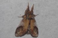 Notodonta ziczac