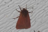 Phragmatobia fuliginosa