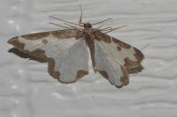 Lomaspilis marginata