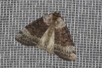Tetheella fluctuosa