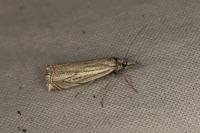 Crambus lathoniellus