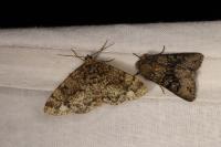 Parectropis similaria