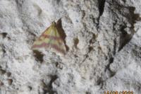 Pyrausta sanguinalis