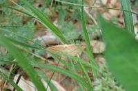 Cyclophora linearia