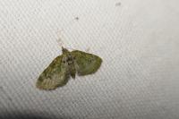 Chloroclystis v-ata