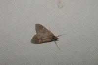 Mecyna asinalis
