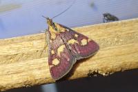 Pyrausta purpuralis