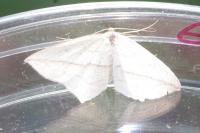 Timandra comae