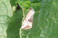 Elaphria venustula