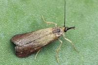 Hypochalcia ahenella