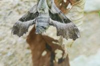 Proserpinus proserpina