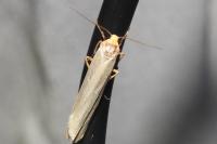 Eilema caniola