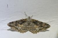 Alcis repandata