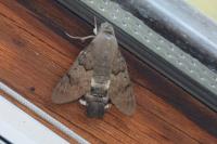Macroglossum stellatarum