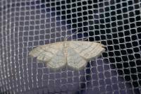 Idaea subsericeata