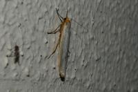 Manulea complana
