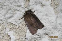 Rusina ferruginea