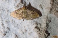 Anania verbascalis