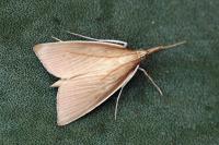 Sclerocona acutella