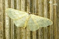 Idaea aversata