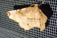 Selenia tetralunaria