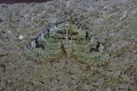 Chloroclystis v-ata