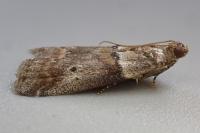 Acrobasis consociella