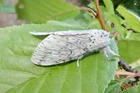 Cerura erminea
