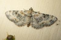 Eupithecia linariata/pulchellata/pyreneata