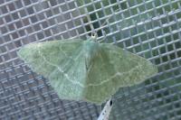 Chlorissa viridata